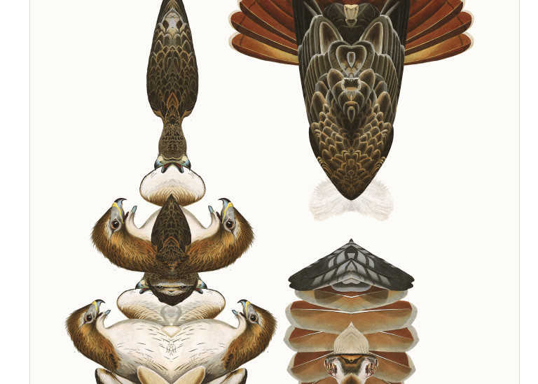 Audubon Redux Plate 51 Art | Douglas D, Prince