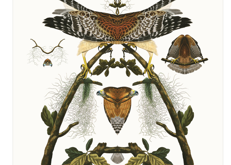 Audubon Redux Plate 56 Art | Douglas D, Prince