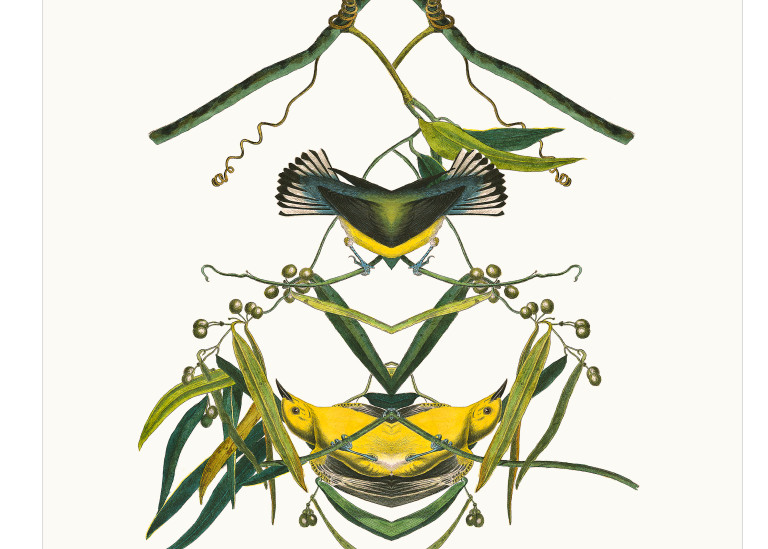 Audubon Redux Plate 03 Art | Douglas D, Prince