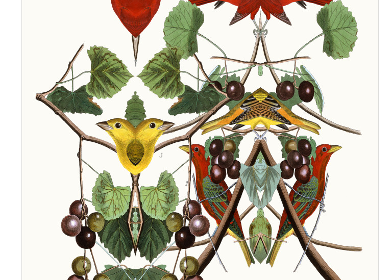 Audubon Redux Plate 44 Art | Douglas D, Prince