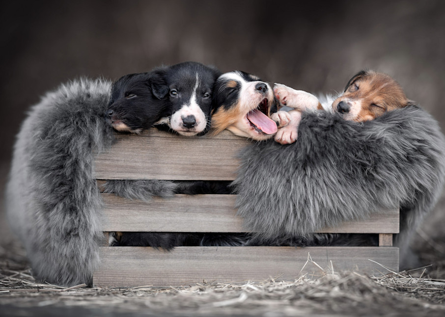 A Box Full Of Puppies Photography Art | K9Photo