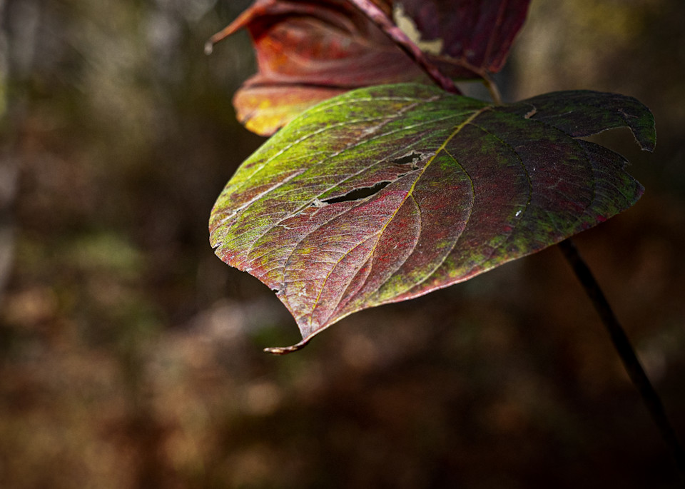 Autumn Calling Photography Art | Steve Genatossio Photo