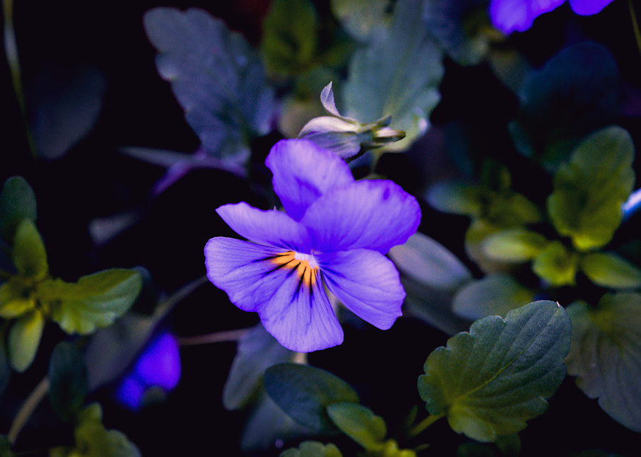  Purple Flower Photography Art | John's Photos