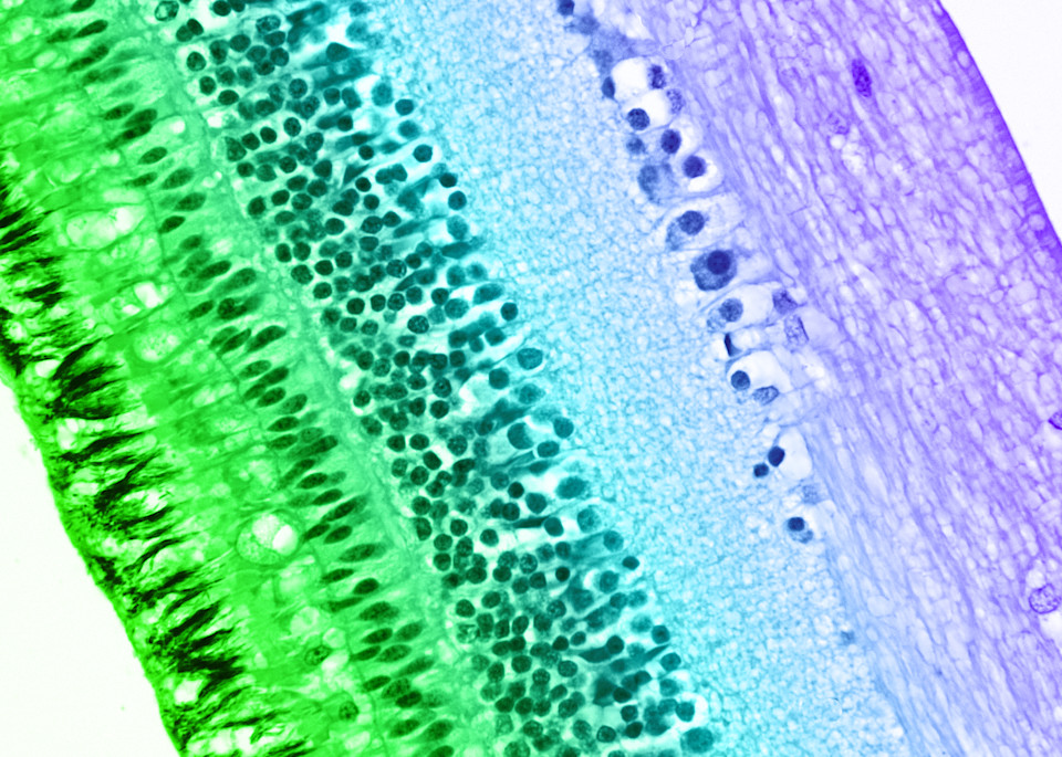 Vet Artwork - Molecular images of Parrot Retina