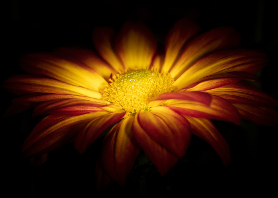 Top Of The Mum Photography Art | BPB Photography