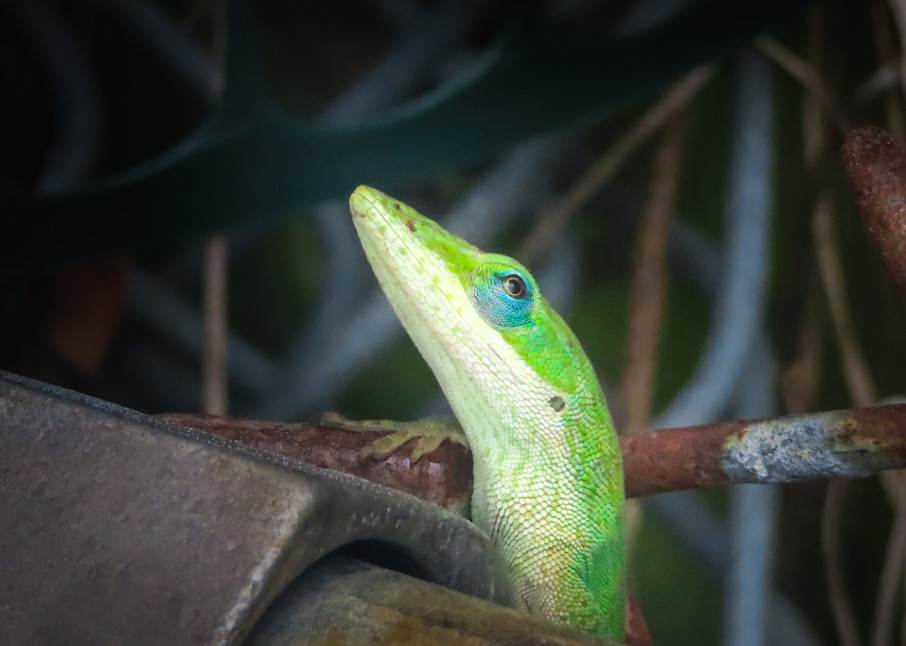 Garden Lizards, green anole with blue eyeliner | Eugene L Brill