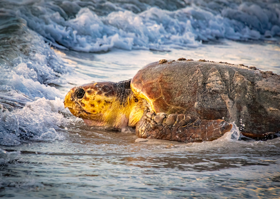 rpgphotography wildlife sea turtle