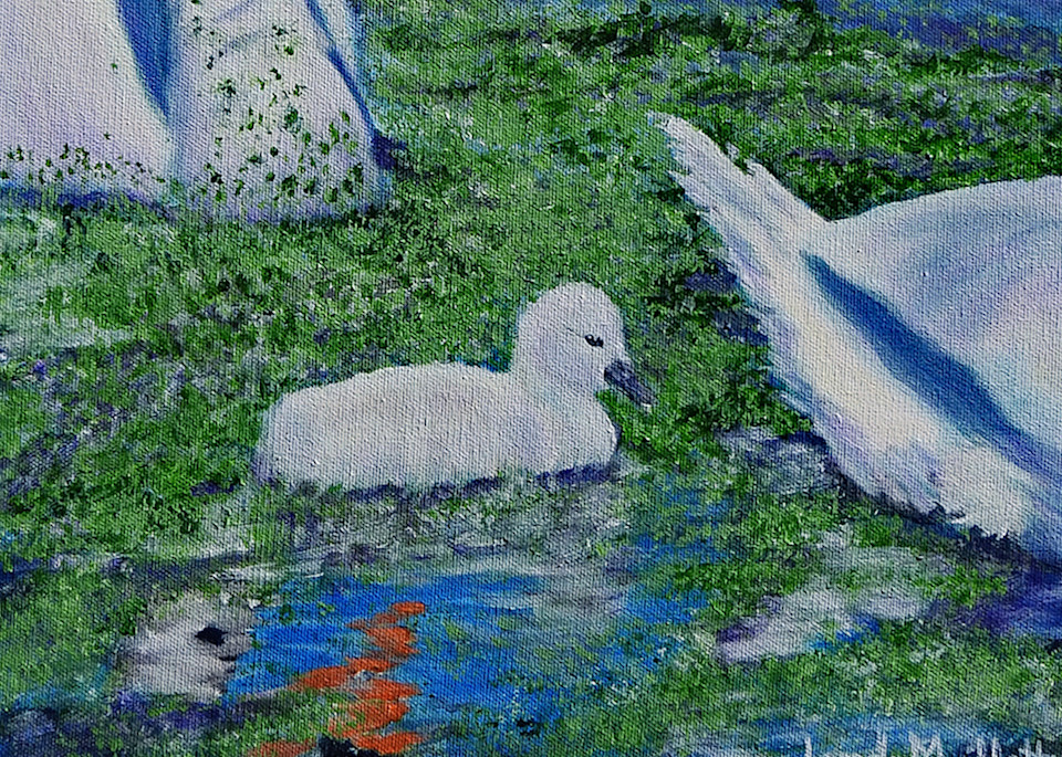 Baby Swan (Cygnet) Art | Lynda Moffatt Fine Arts