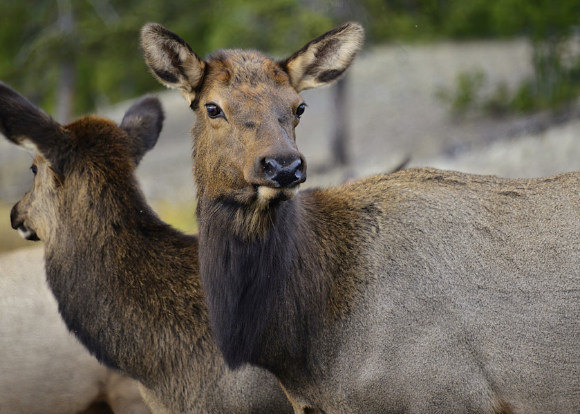 Elk In Front Of Mirror In Yellowstone Photography Art | Fly Fishing Portraits