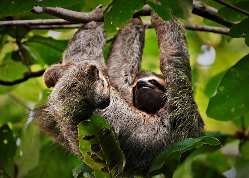 Sloth Hanging From Branch 1 Photography Art | Fly Fishing Portraits