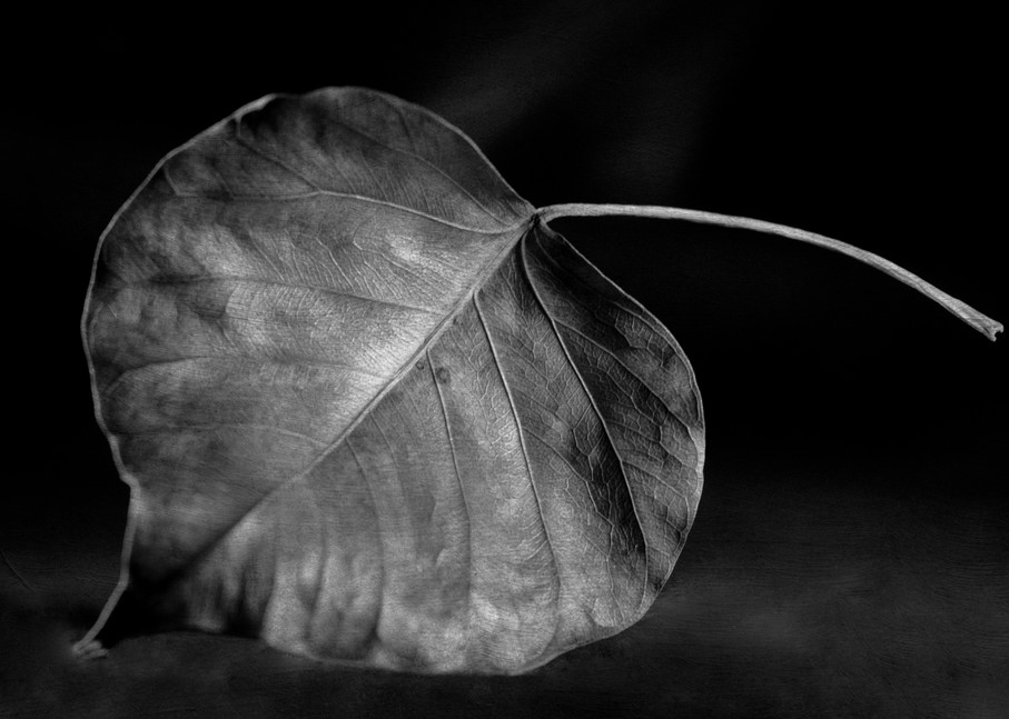 Leaf Study No.2 Photography Art | Lori Ballard Photography