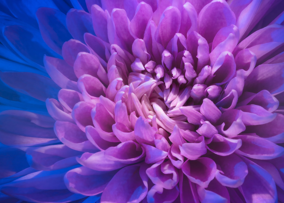 Purple And Blue Explosion Photography Art | BPB Photography
