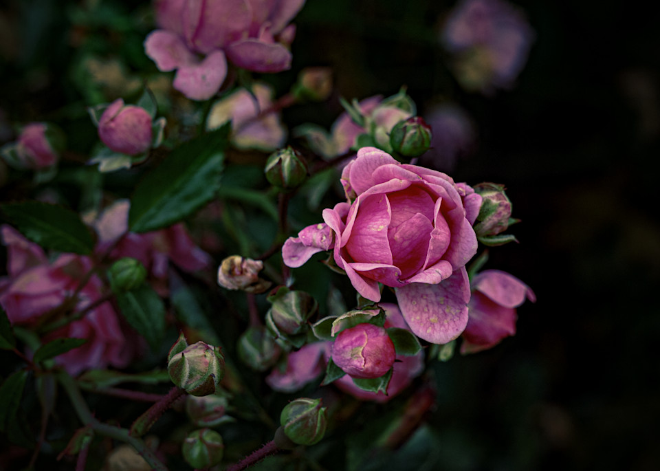 Coming Up Roses Photography Art | Steve Genatossio Photo