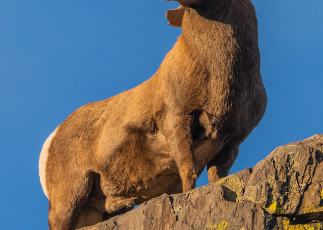 Bighorn Sheep Portrait Photography Art | Monteux Gallery