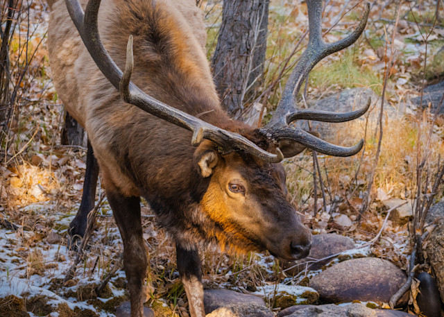 Bull Elk Photography Art | Monteux Gallery