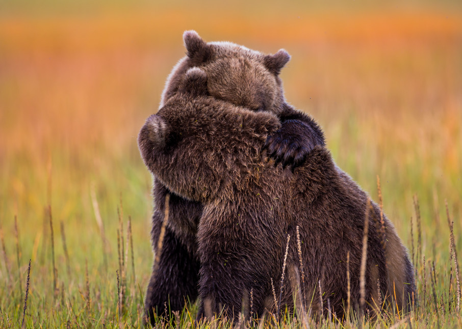 Bear Hug Alaska Bear Cubs Wall Art Home Decor