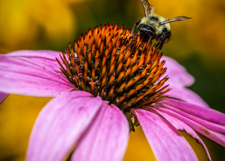 Busy Bee Photography Art | Kim Bova Photography