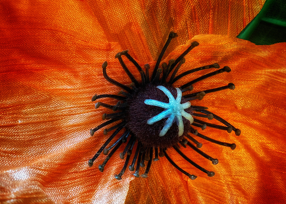 Orange Paper Poppy Photography Art | Kathleen Messmer Photography