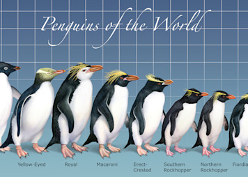 Penguins of the World Mural Poster print