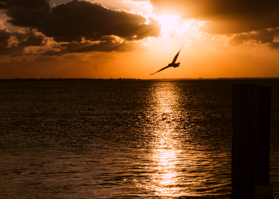 Sunset with Pelican at South Padre Island