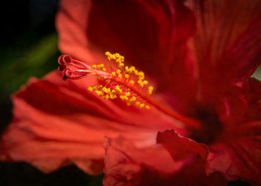 Red Hibiscus No.2 Photography Art | Lori Ballard Photography