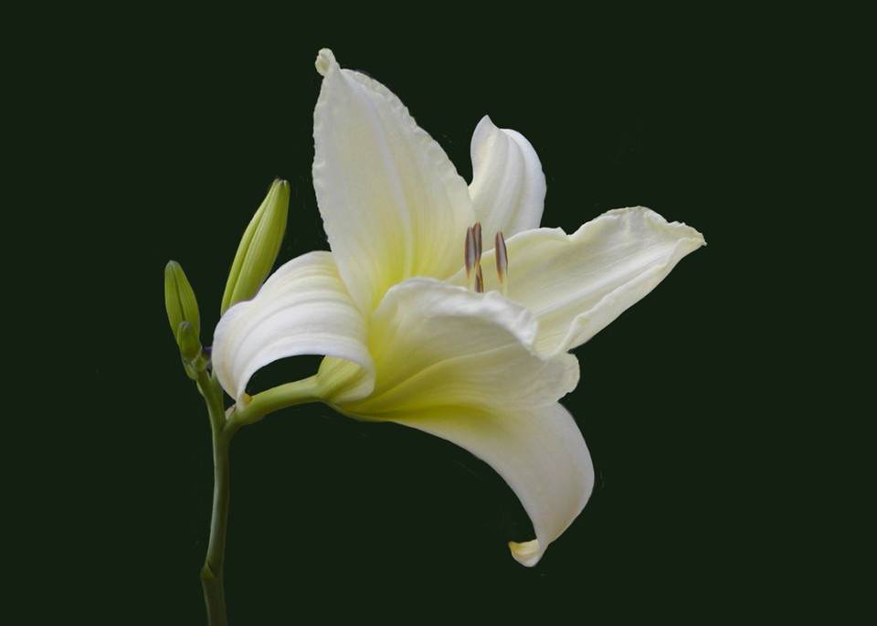 Ornament  White Lily   Oqp 166 700 Art | Drawn To Nature