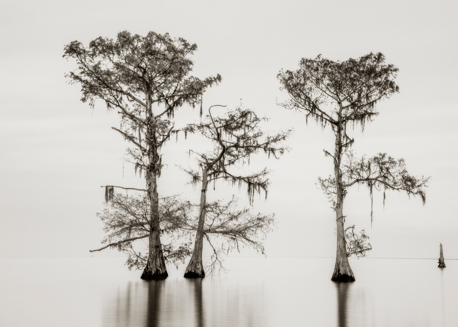 On the Edge of Infinity - Louisiana swamp fine-art photography prints
