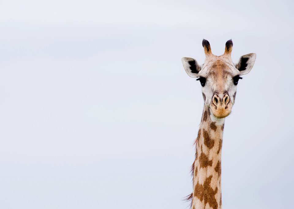 Giraffe Tote Photography Art | Allison Davis Photography