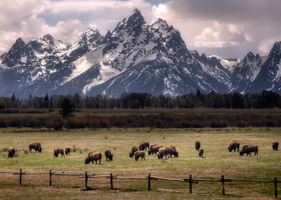 Bison And The Tetons Art | Taylor Photography