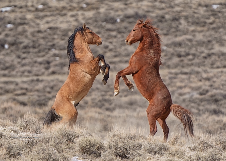 Dancing Stallions Photography Art | David W Schafer