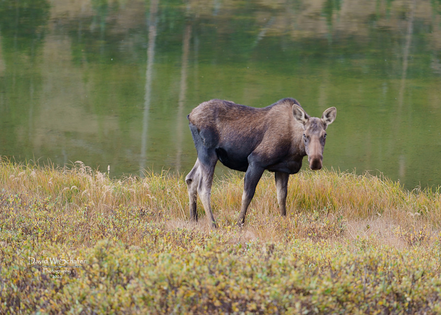 Solitary Cow Moose Photography Art | David W Schafer