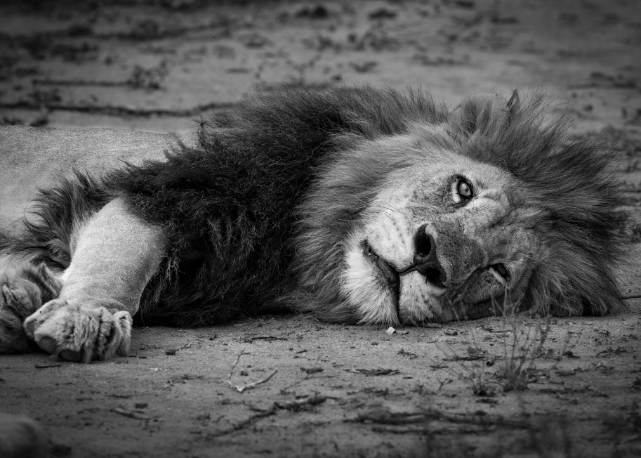African Lion M1 Photography Art | Mark Nissenbaum Photography