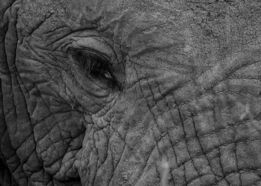 Elephant 7 M Photography Art | Mark Nissenbaum Photography