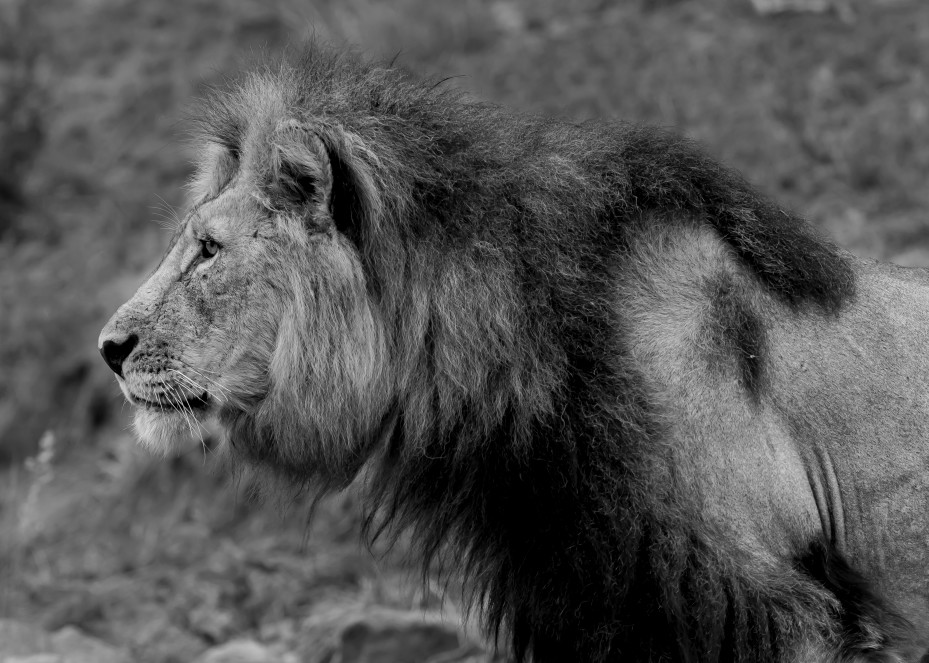 African Lion M2 Photography Art | Mark Nissenbaum Photography