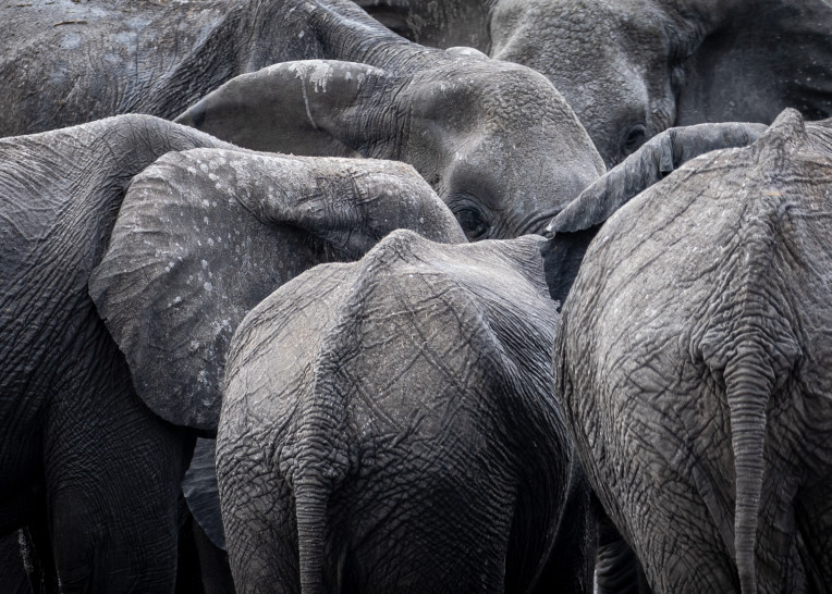 Elephant13 M Photography Art | Mark Nissenbaum Photography
