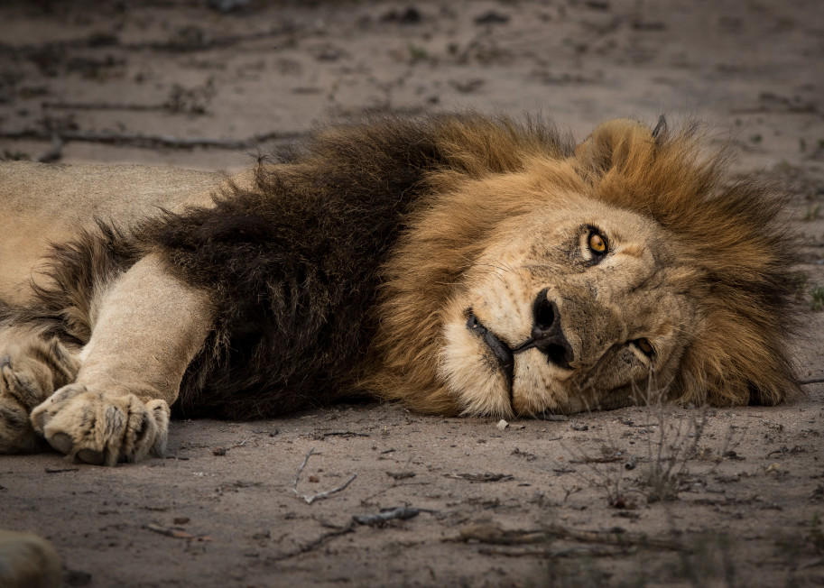 African Lion 1 Photography Art | Mark Nissenbaum Photography