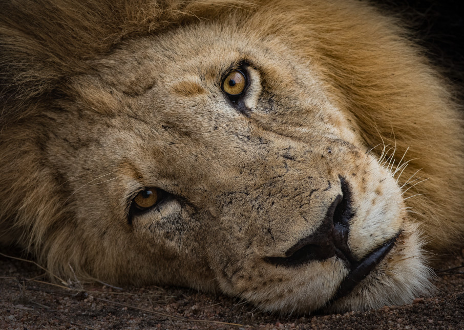 African Lion 6 Photography Art | Mark Nissenbaum Photography