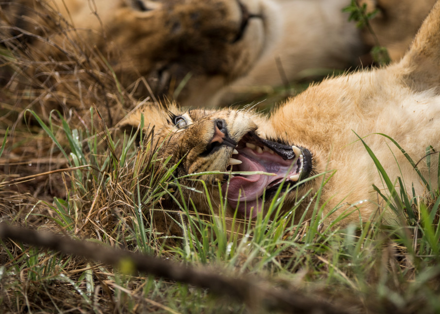 African Lion 11 Photography Art | Mark Nissenbaum Photography