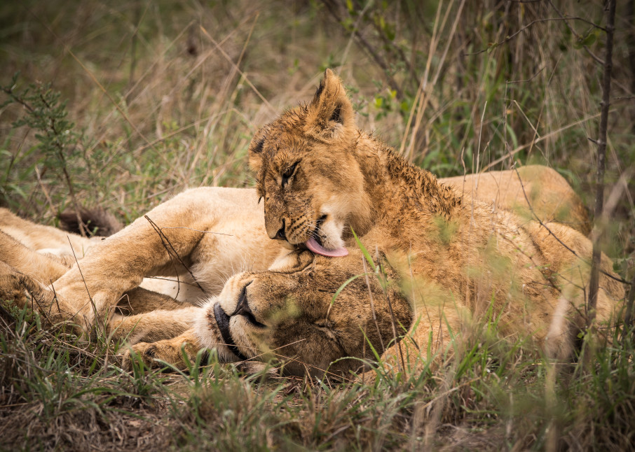 African Lion 13 Photography Art | Mark Nissenbaum Photography