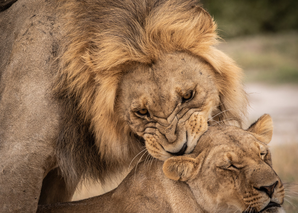 African Lion 15 Photography Art | Mark Nissenbaum Photography