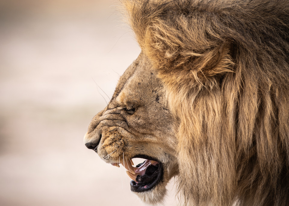 African Lion 4 Photography Art | Mark Nissenbaum Photography