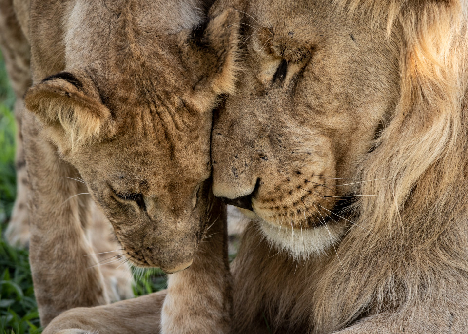 African Lion 8 Photography Art | Mark Nissenbaum Photography