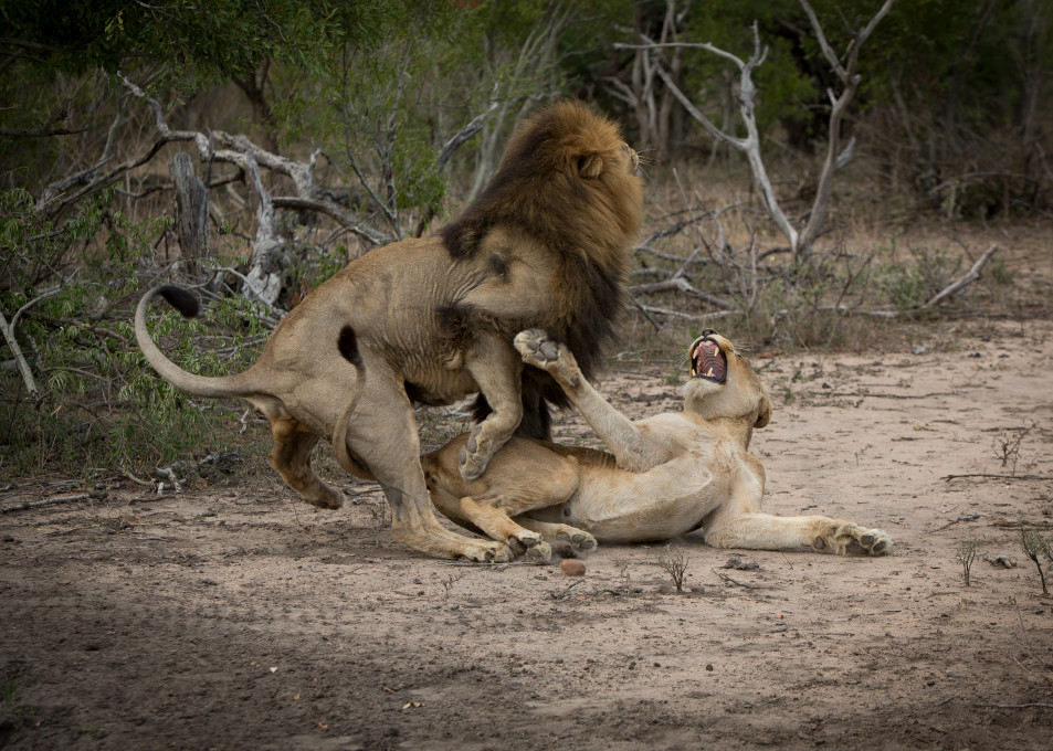 African Lion 14 Photography Art | Mark Nissenbaum Photography