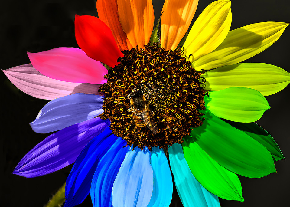 Vo  Rainbow Sunflower Art | Open Range Images