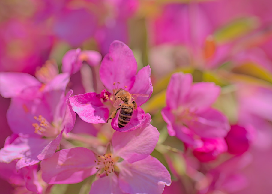 Vo   Apple Tree Paradise For Bees Art | Open Range Images