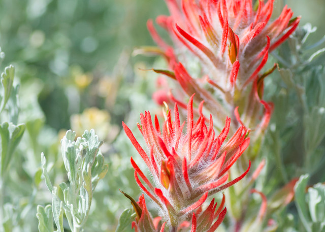 Vo  Indian Paintbrush In The Sage Art | Open Range Images
