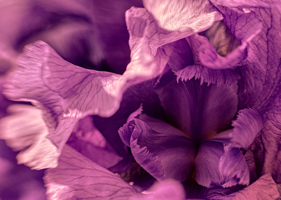 Vo   Lavender Lady Iris Art | Open Range Images