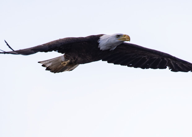 Bald Eagle 2 Photography Art | Mark Nissenbaum Photography