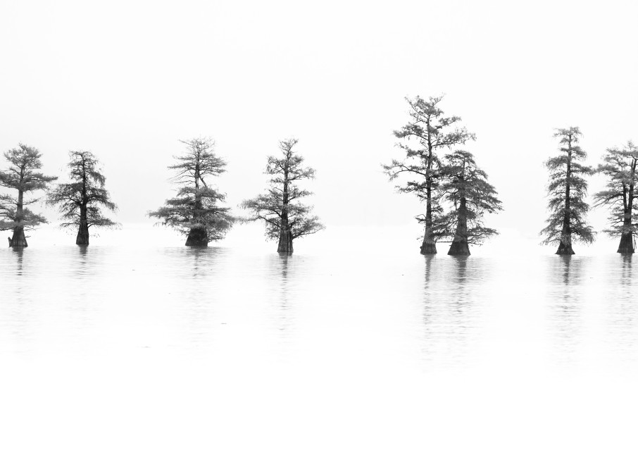 Lake Trees Photography Art | nancyney