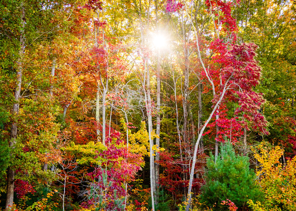 Sun Through Autumn Trees on scott's Ridge